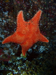 Hippasteria phrygiana