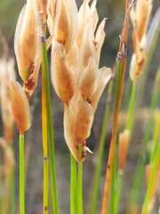 Elegia filacea