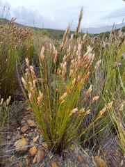 Elegia filacea