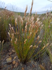 Elegia filacea