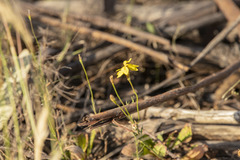 Goodenia pinnatifida