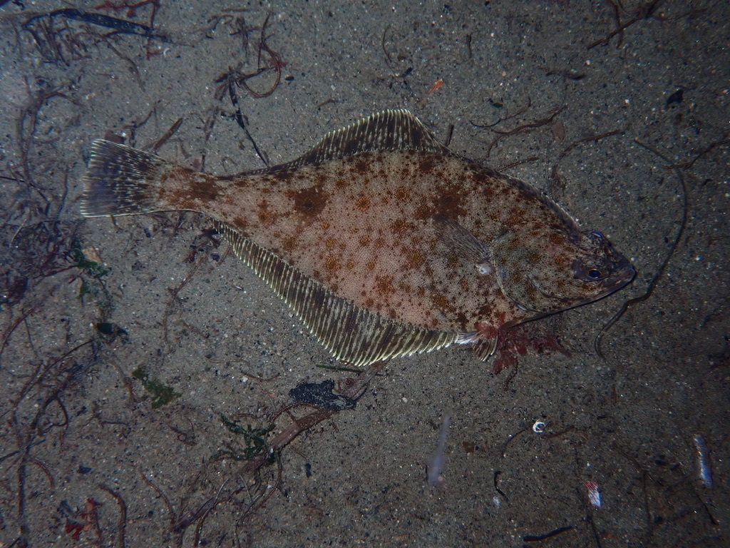 English Sole