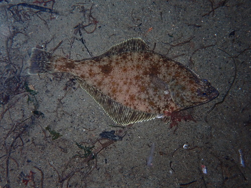 English Sole