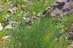 Lomatium graveolens graveolens