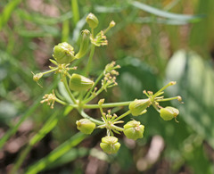 Lomatium graveolens graveolens