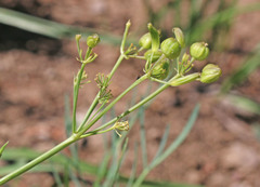 Lomatium graveolens graveolens