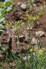 Lomatium graveolens graveolens