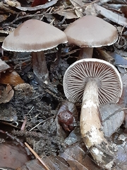 Cortinarius cisqhale