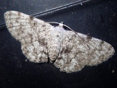 Calichodes subrugata