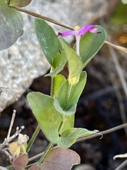 Justicia austrocapensis