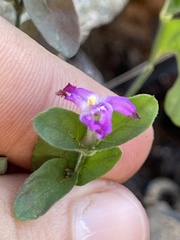 Justicia austrocapensis