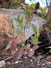 Justicia austrocapensis