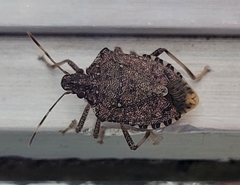 Halyomorpha halys