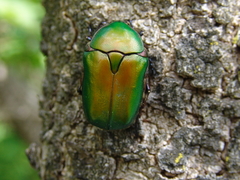 Protaetia cuprea cuprea