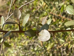 Sideroxylon peninsulare