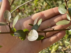 Sideroxylon peninsulare