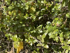 Sideroxylon peninsulare