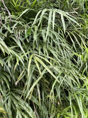 Pteris cretica