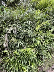 Pteris cretica