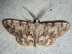 Calichodes subrugata