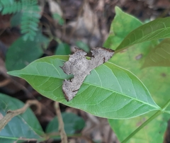 Dysaethria quadricaudata