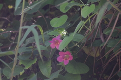 Lophospermum erubescens