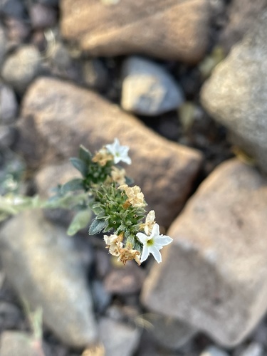 Euploca wigginsii (Euploca wigginsii)