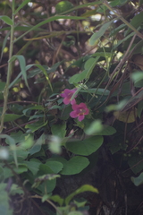 Lophospermum erubescens