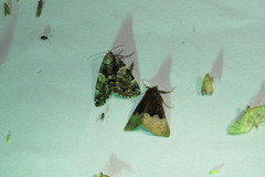 Hypena appalachiensis