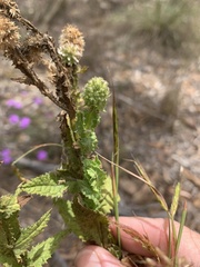 Pterocaulon serrulatum