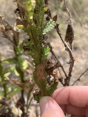 Pterocaulon serrulatum