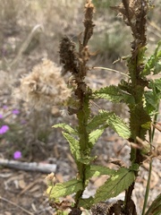 Pterocaulon serrulatum