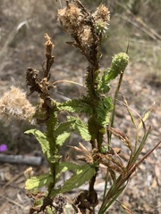 Pterocaulon serrulatum
