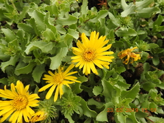 Grindelia tarapacana