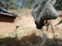 Leptinotarsa undecimlineata