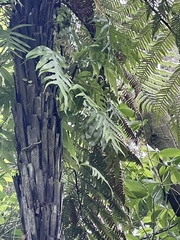 Microsorum pustulatum pustulatum
