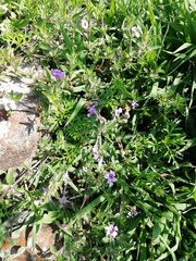 Dyschoriste linearis