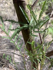 Acacia pedleyi