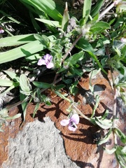 Dyschoriste linearis