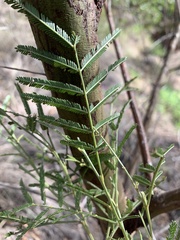 Acacia pedleyi