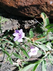 Dyschoriste linearis