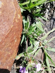 Dyschoriste linearis