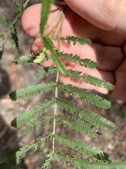 Acacia pedleyi