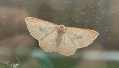 Epicyme rubropunctaria