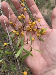 Denhamia cunninghamii