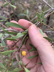 Denhamia cunninghamii