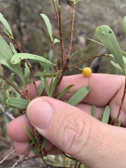 Denhamia cunninghamii