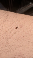 Scolytus