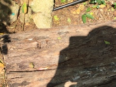 Anoplolepis gracilipes