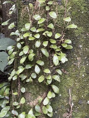 Pyrrosia eleagnifolia